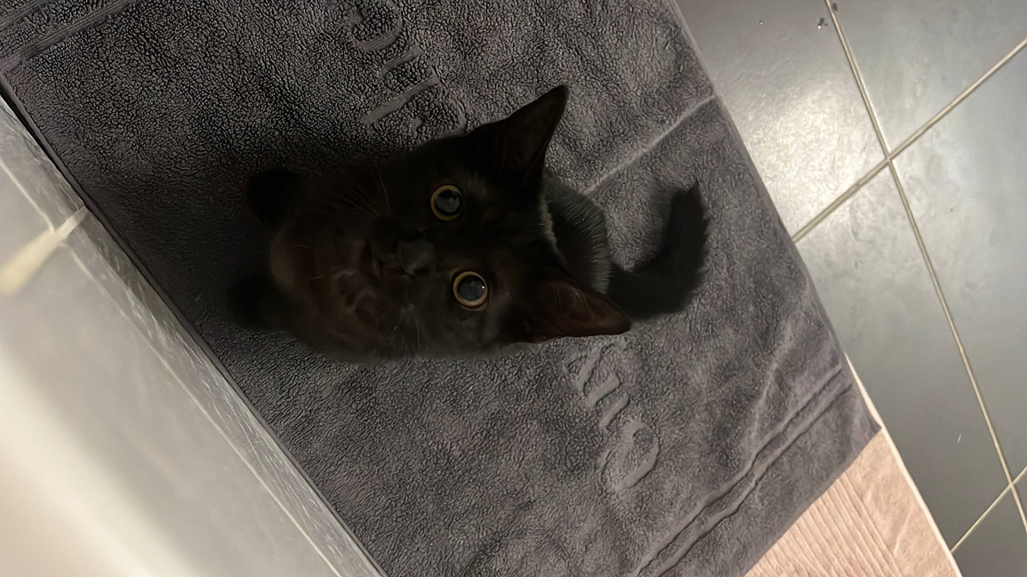 Bdball participe au concours pour gagner de l'argent avec cette photo : black_cat, carnivore, cat, circle, domestic_short_haired_cat, felidae, flooring, fur, grey, hardwood, room, small_to_medium_sized_cats, snout, tile_flooring, whiskers, wood