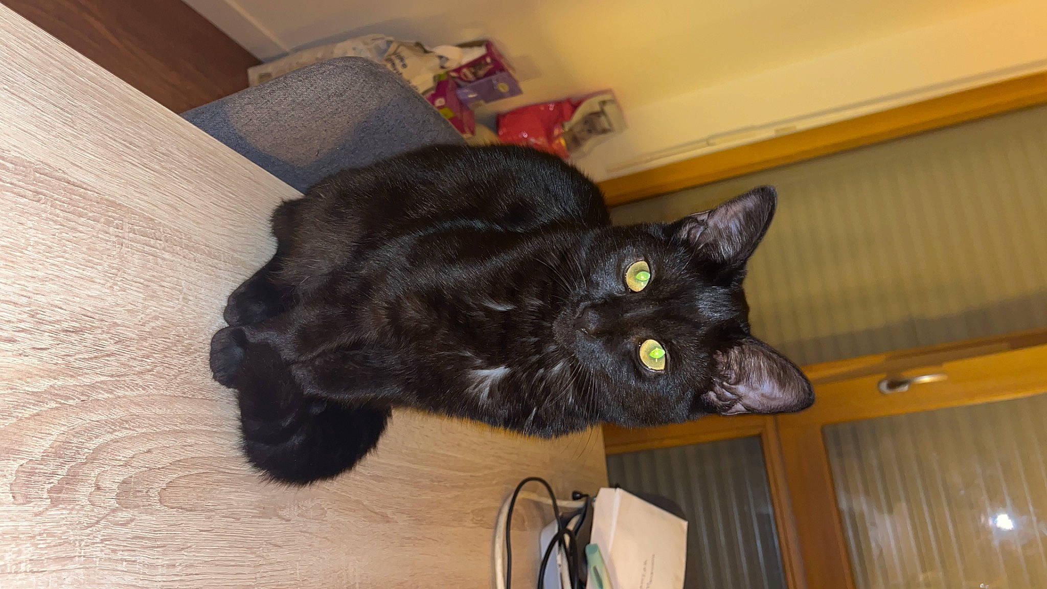 Bdball participe au concours pour gagner de l'argent avec cette photo : black_cat, bombay, carnivore, cat, claw, comfort, domestic_short_haired_cat, felidae, flooring, fur, hardwood, room, small_to_medium_sized_cats, tail, whiskers, wood