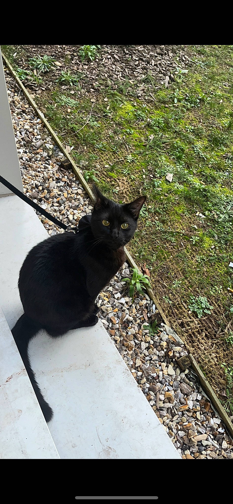 Bdball participe au concours pour gagner de l'argent avec cette photo : asphalt, black_cat, bombay, carnivore, cat, domestic_short_haired_cat, felidae, fur, grass, grey, groundcover, leaf, plant, road_surface, shadow, sitting, small_to_medium_sized_cats, tail, tree, whiskers