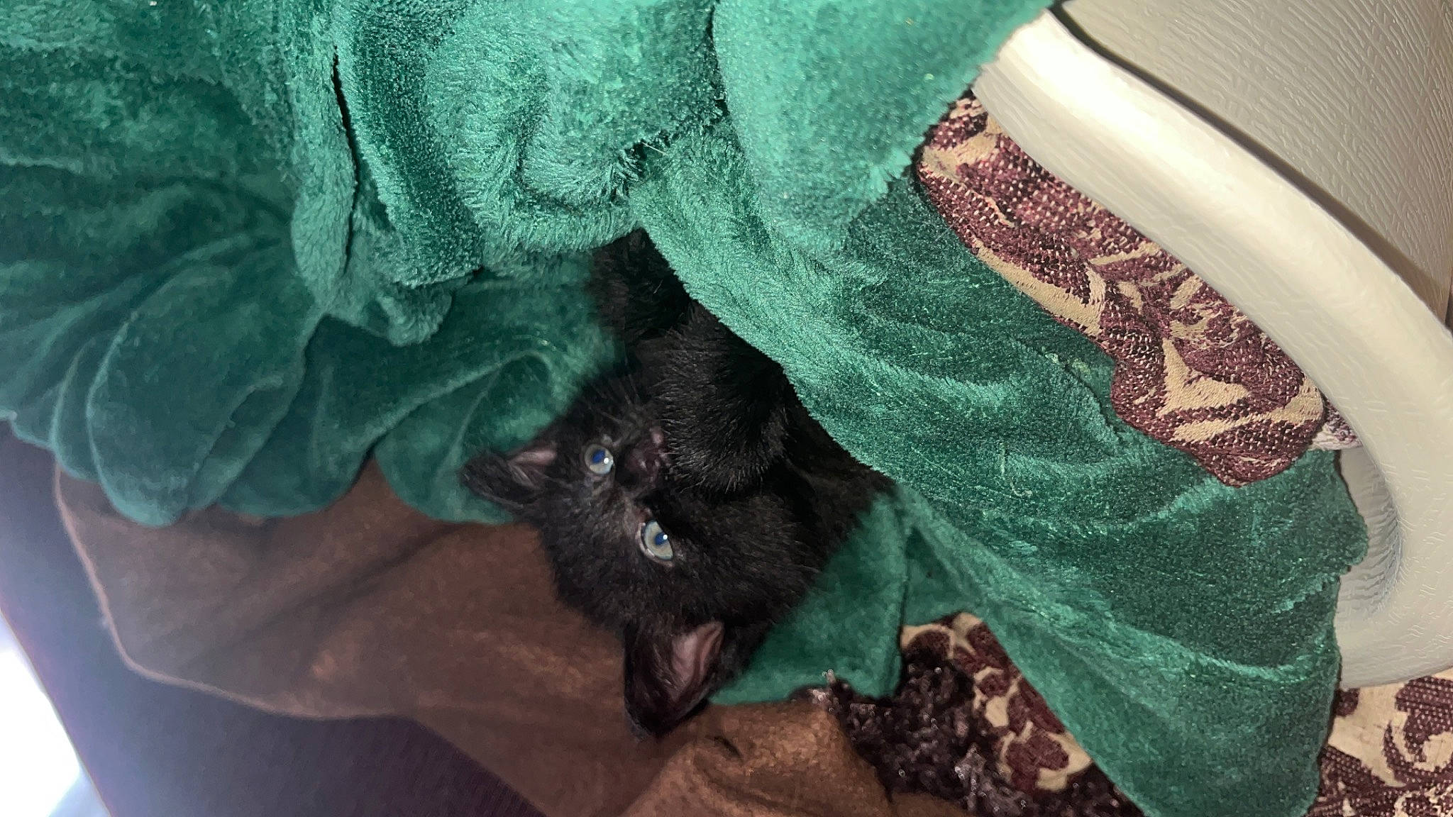 Pitchoon a rejoint le concours — aidez-le/la à gagner de superbes lots ! bat, carnivore, cat, claw, comfort, dog_breed, electric_blue, felidae, fur, linens, nail, pattern, sitting, small_to_medium_sized_cats, terrestrial_animal, tints_and_shades, vehicle_door, vertebrate, whiskers, wrist