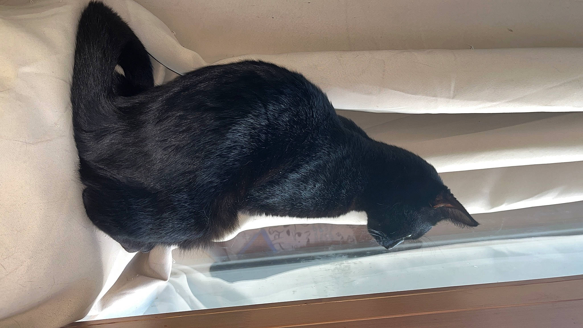 Pitchoon a rejoint le concours — aidez-le/la à gagner de superbes lots ! black_cat, bombay, canidae, carnivore, cat, claw, comfort, dog_breed, domestic_short_haired_cat, felidae, fur, mammal, nap, paw, small_to_medium_sized_cats, snout, sporting_group, tail, terrestrial_animal, whiskers