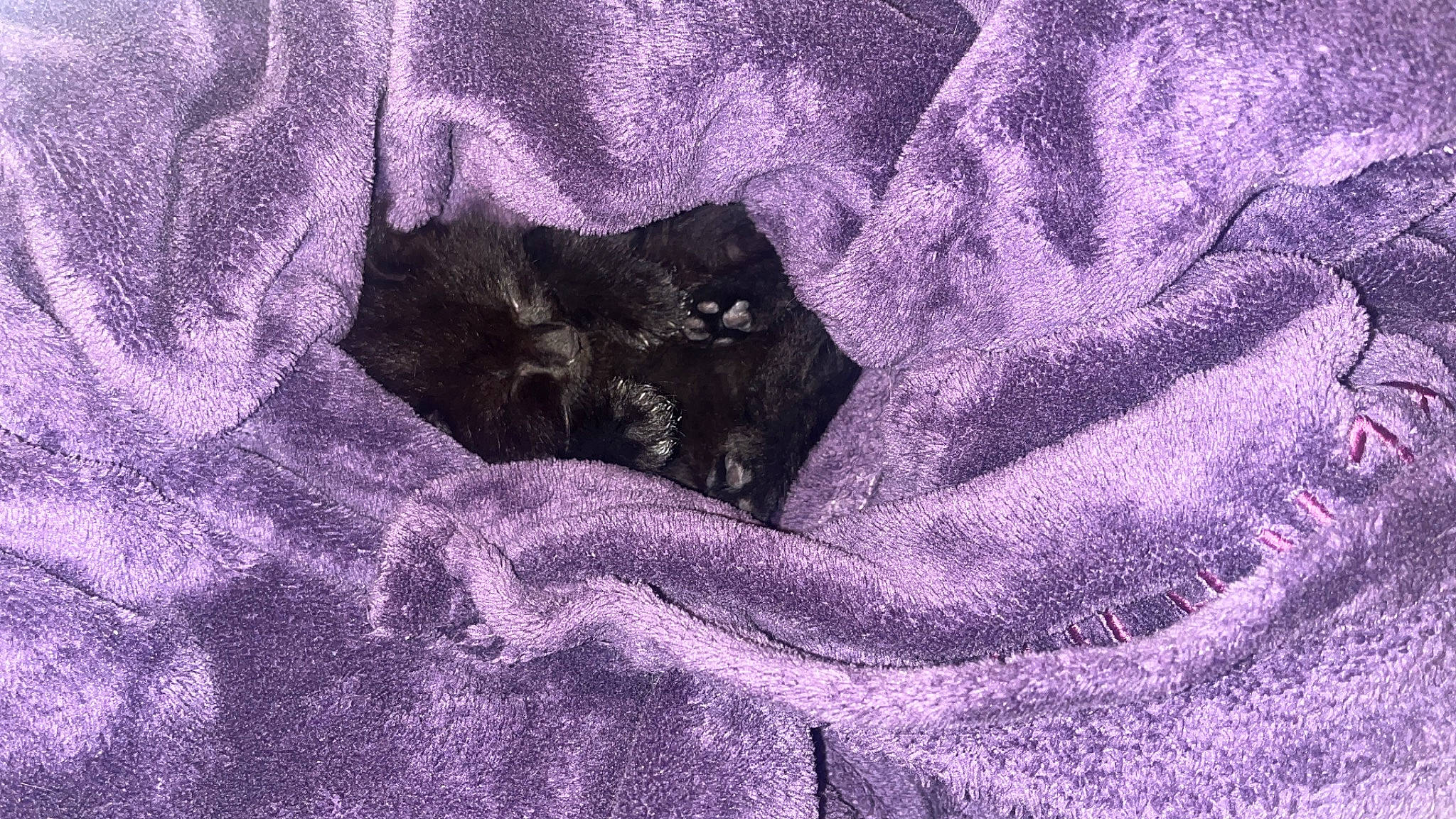 Pitchoon participe au concours pour gagner de l'argent avec cette photo : carnivore, cat, electric_blue, felidae, fur, gesture, grass, grey, hand, linens, magenta, painting, pattern, purple, sleeve, small_to_medium_sized_cats, t_shirt, terrestrial_animal, violet, whiskers