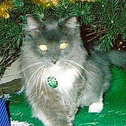 Pookey is registered to the contest to win money with this photo: animal, carpet, cat, christmas, christmas_tree, decorations, domestic_cat, feline, flash, fur, glowing_eyes, gray_cat, green_mat, holiday, home, indoor, pet, walking, white_chest, white_paws