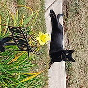 Raeven joined the competition — help win amazing prizes! arthropod, beak, bombay, carnivore, cat, felidae, flower, flowering_plant, grass, insect, moths_and_butterflies, organism, plant, pollinator, tail, terrestrial_animal, terrestrial_plant, tree, wildlife, wing