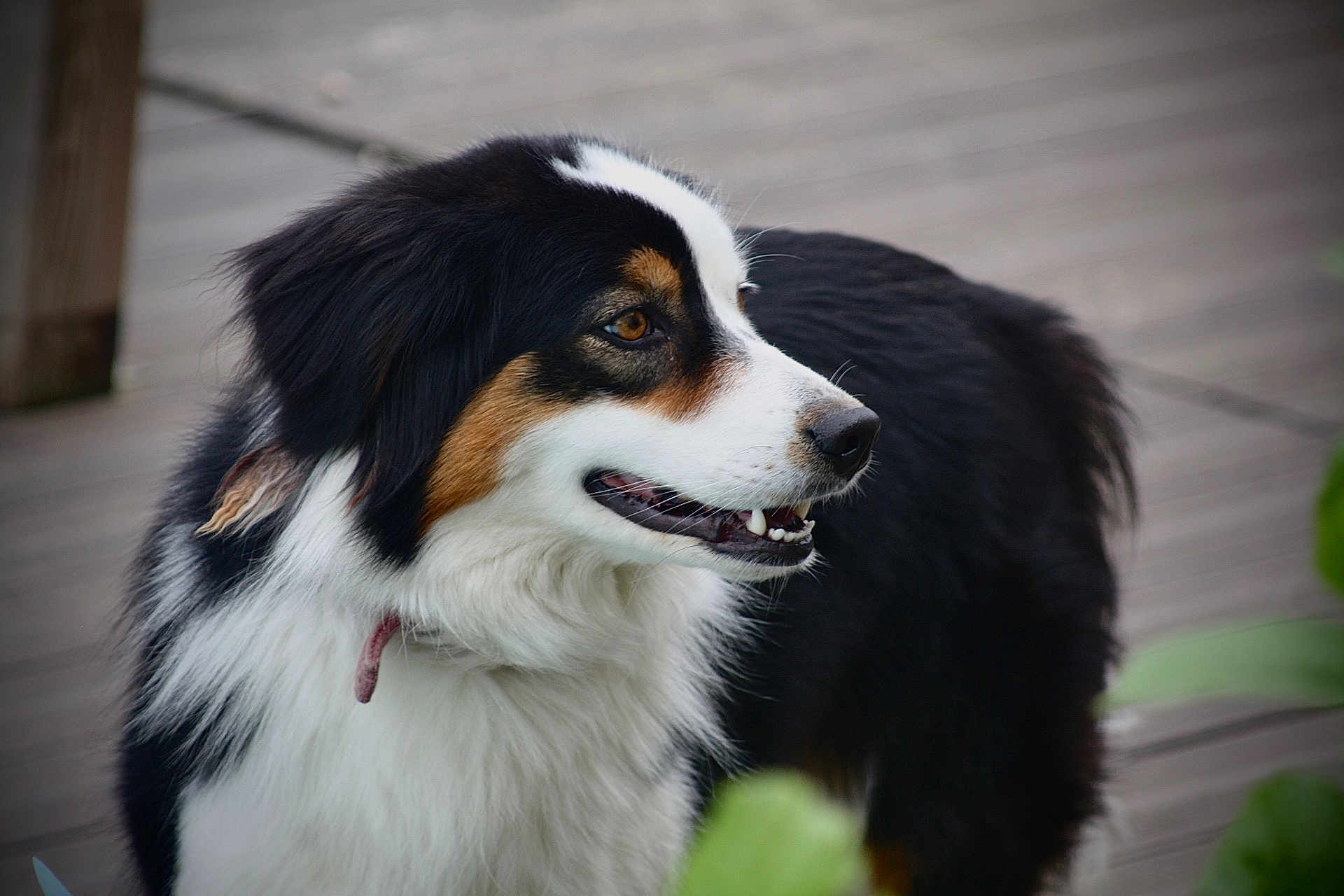 Inaya