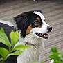 Inaya participe au concours pour gagner de l'argent avec cette photo : animal, canine, closeup, collar, dog, ears, expression, fluffy, fur, green_leaves, happy, mouth, nature, nose, outdoor, pet, side_view, teeth, tricolor, wooden_deck