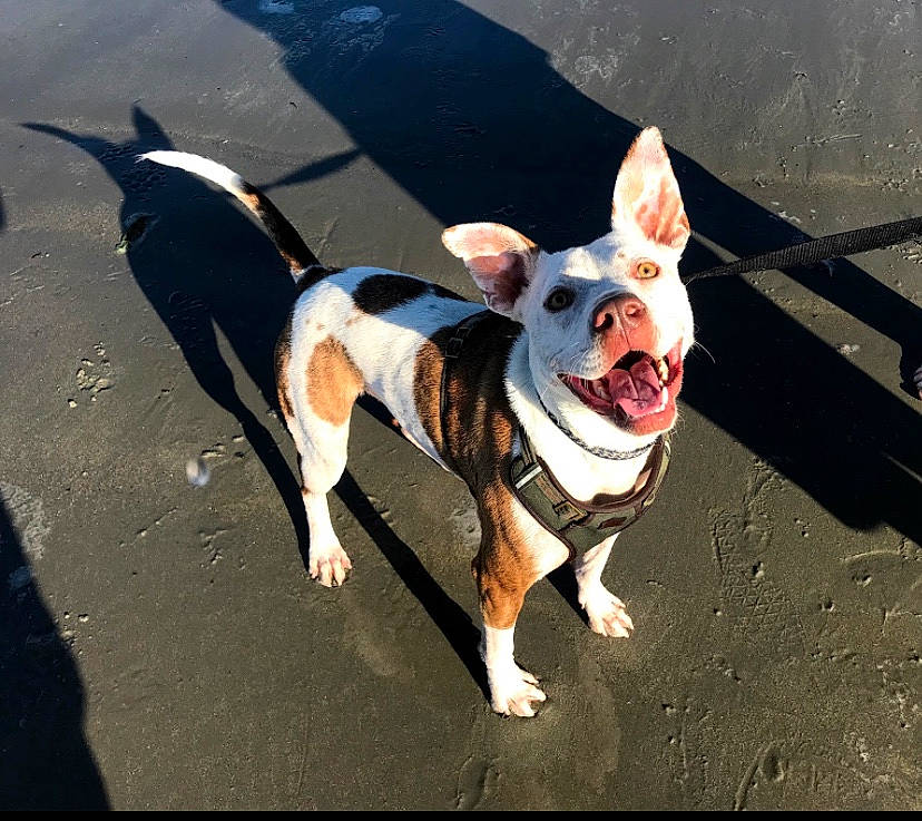 Dodger joined the competition — help win amazing prizes! american_staffordshire_terrier, boston_terrier, bull_and_terrier, canidae, carnivore, companion_dog, dog, dog_breed, fawn, leash, mammal, non_sporting_group, pit_bull, snout, sporting_group, tail, vertebrate