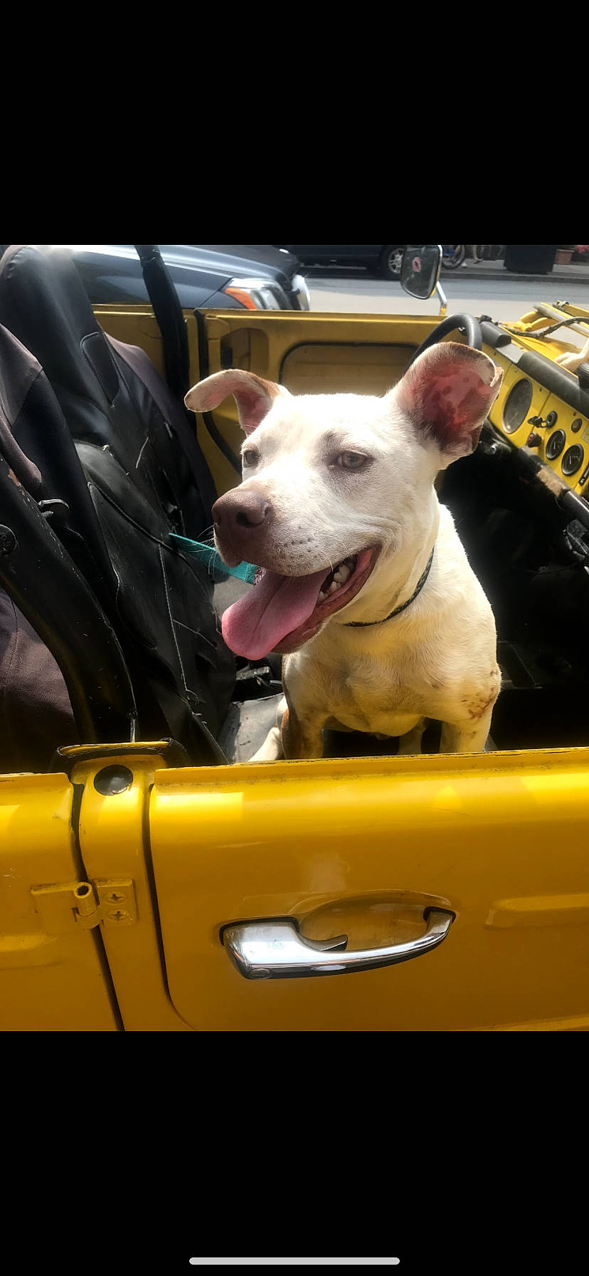 Dodger joined the competition — help win amazing prizes! american_pit_bull_terrier, bull_and_terrier, canidae, car, carnivore, dog, dog_breed, fawn, mammal, non_sporting_group, pit_bull, snout, vehicle, vertebrate