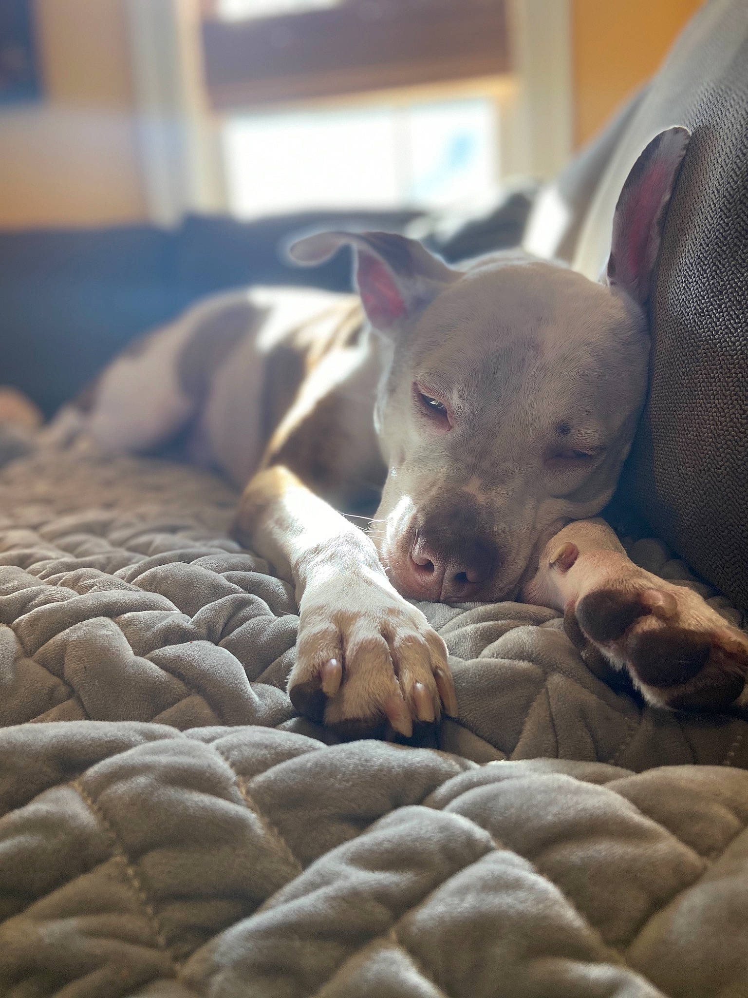 Dodger is registered to the contest to win money with this photo: american_hairless_terrier, american_pit_bull_terrier, canidae, carnivore, dog, dog_breed, ear, fawn, italian_greyhound, mammal, nap, non_sporting_group, pit_bull, puppy, snout, vertebrate, weimaraner, whiskers