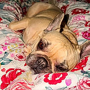 Taya participe au concours pour gagner de l'argent avec cette photo : dog, french_bulldog, pet, lying_down, blanket, floral_pattern, bedroom, cozy, relaxed, cute, animal, sleepy, ears, close_up, brown_eyes, snout, fur, indoor, comfort, resting