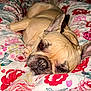 dog, french_bulldog, pet, lying_down, blanket, floral_pattern, bedroom, cozy, relaxed, cute, animal, sleepy, ears, close_up, brown_eyes, snout, fur, indoor, comfort, resting