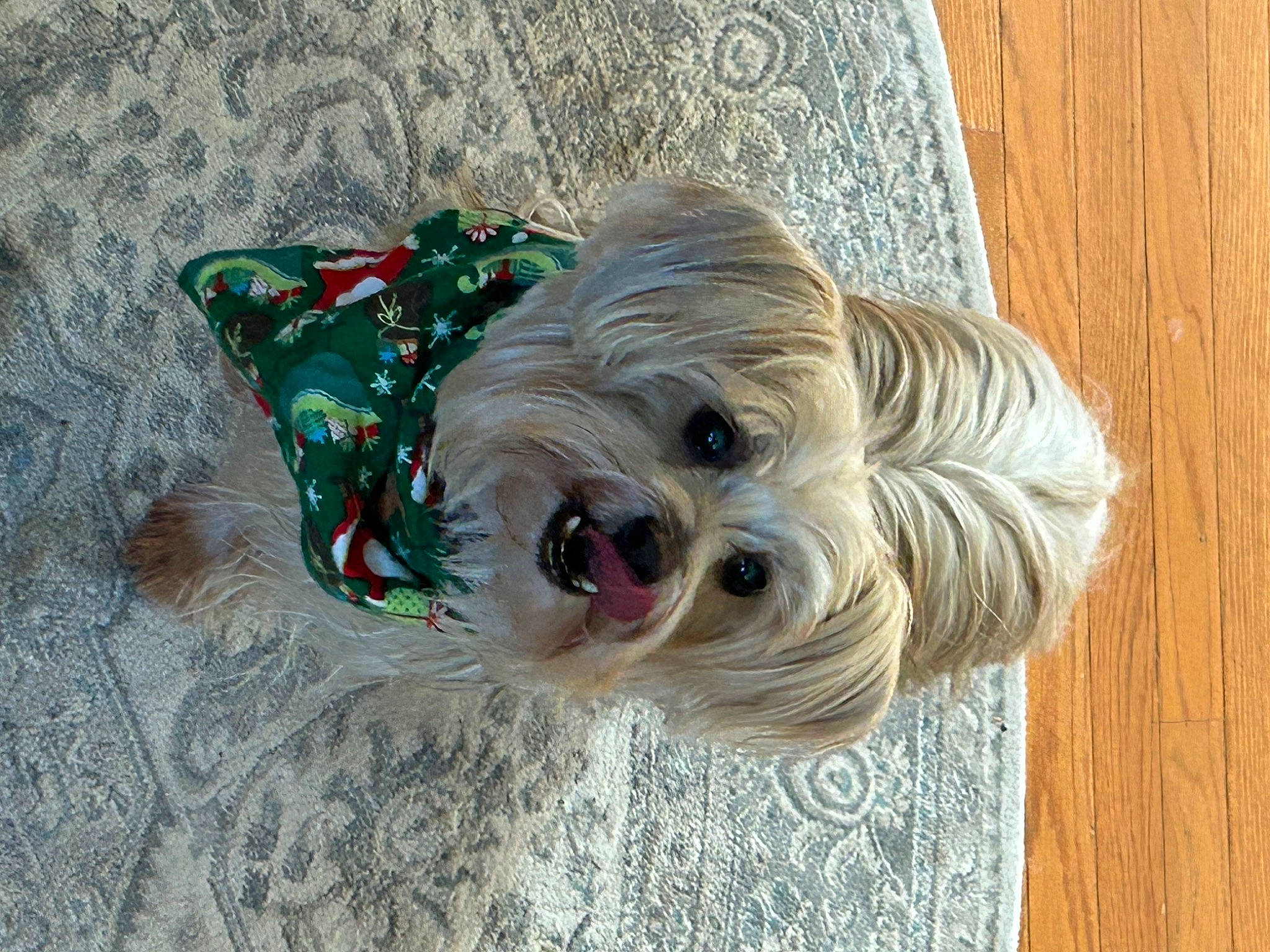 Gidget is registered to the contest to win money with this photo: canidae, carnivore, companion_dog, dog, dog_breed, dog_clothes, dog_supply, fashion_accessory, fawn, fur, hardwood, liver, pet_supply, snout, sporting_group, toy, toy_dog, wood, wood_stain, working_animal