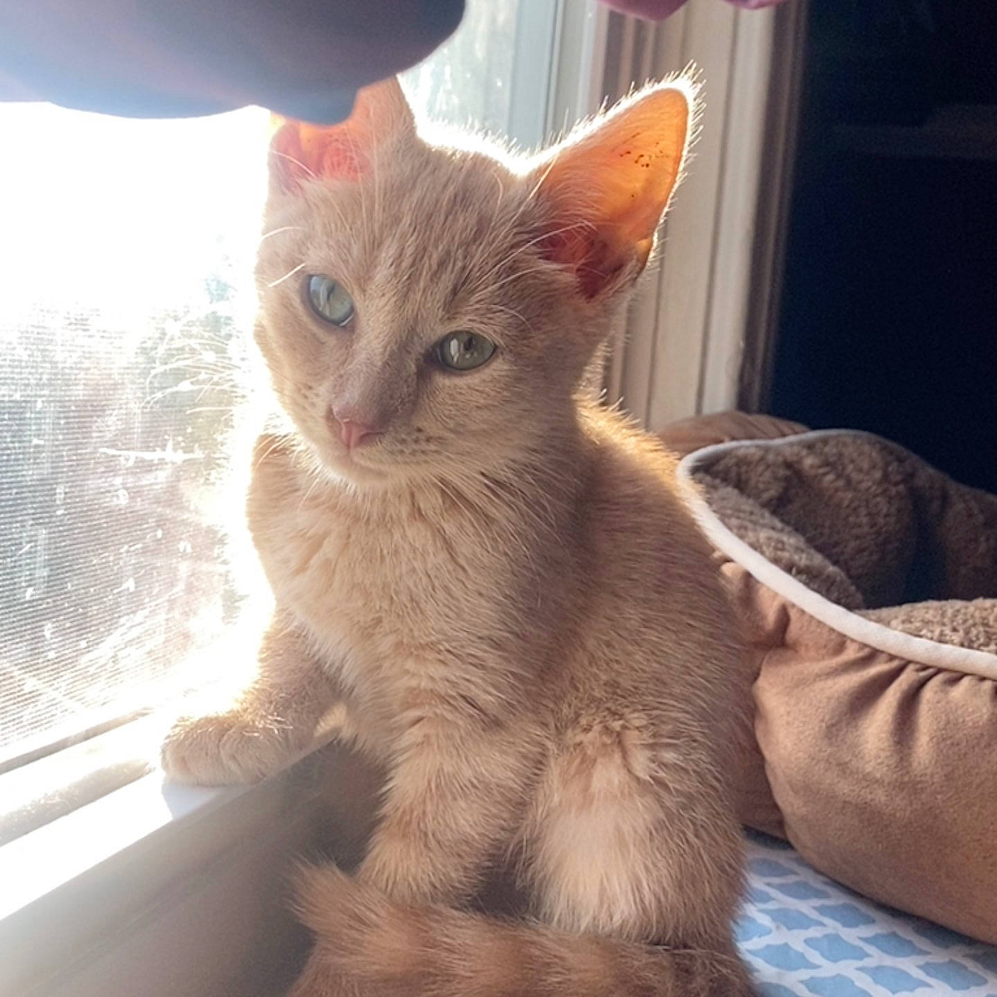 Archie is registered to the contest to win money with this photo: carnivore, cat, claw, comfort, domestic_short_haired_cat, fawn, felidae, fur, paw, small_to_medium_sized_cats, snout, tail, whiskers, window