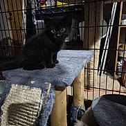 Prada joined the competition — help win amazing prizes! animal, black_kitten, cage, cat, cat_tree, curious, cute, domestic, feline, fluffy_cat, furniture, household, indoor, looking, pet, pet_care, playful, scratched_cat_tree, sitting, young_cat