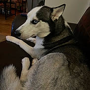 Meko joined the competition — help win amazing prizes! dog, siberian_husky, blue_eyes, pet, indoor, couch, leather, fur, animal, canine, relaxed, side_view, household, living_room, paw, tail, seated, calm, domestic, companion