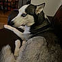dog, siberian_husky, blue_eyes, pet, indoor, couch, leather, fur, animal, canine, relaxed, side_view, household, living_room, paw, tail, seated, calm, domestic, companion