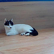 Kitty participe au concours pour gagner de l'argent avec cette photo : angora, animal, cat, desk, diningtable, drawer, furniture, hardwood, indoors, interiordesign, kitten, manx, person, pet, plywood, siamese, sleeping, stainedwood, table, wood