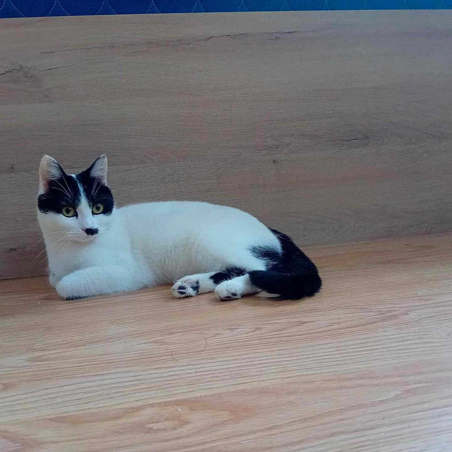 Kitty