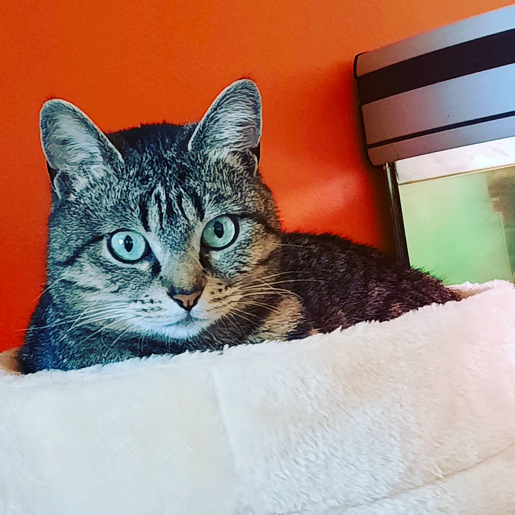 Lizzie participe au concours pour gagner de l'argent avec cette photo : art, carnivore, cat, comfort, domestic_short_haired_cat, door, eye, felidae, fur, linens, paw, rectangle, small_to_medium_sized_cats, snout, whiskers, wildlife, window