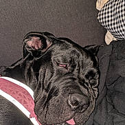 Maggie joined the competition — help win amazing prizes! animal, black_dog, canine, close_up, companion, dog, ears, fabric, face, fur, harness, home, indoor, lying_down, pet, relaxed, resting, sleepy, snout, tongue_out