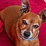 animal, brown, canine, closeup, collar, companion, couch, cute, dog, domestic_animal, ears, face, fur, indoor, laying_down, pet, red_fabric, relaxed, resting, small_dog