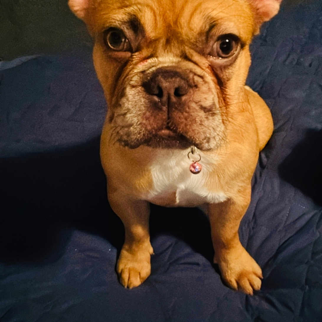 Nala is registered to the contest to win money with this photo: animal, boxer, bulldog, canine, dog, frenchbulldog, pet, pitbull, puppy