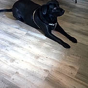 Rocky joined the competition — help win amazing prizes! dog, black_dog, lying_down, floor, wooden_floor, table, chairs, indoor, pet, domestic_animal, quiet, relaxed, collar, house, home_interior, furniture, resting, animal, canine, four_legs