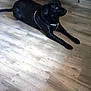 dog, black_dog, lying_down, floor, wooden_floor, table, chairs, indoor, pet, domestic_animal, quiet, relaxed, collar, house, home_interior, furniture, resting, animal, canine, four_legs
