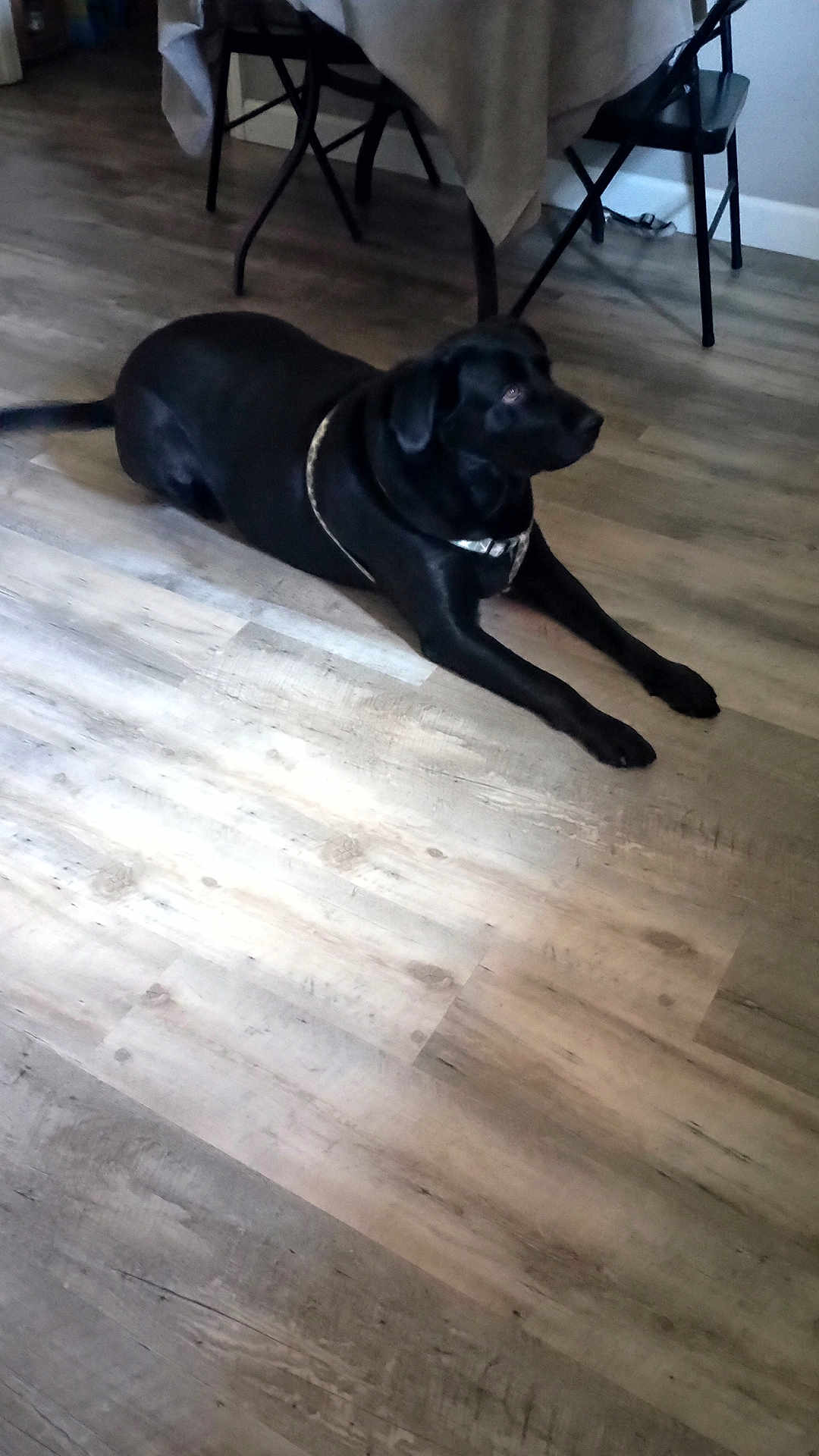 Rocky joined the competition — help win amazing prizes! dog, black_dog, lying_down, floor, wooden_floor, table, chairs, indoor, pet, domestic_animal, quiet, relaxed, collar, house, home_interior, furniture, resting, animal, canine, four_legs