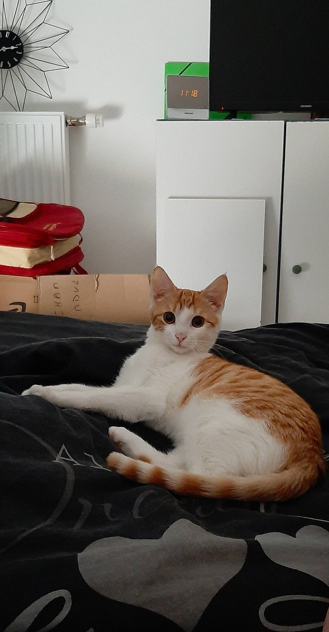Savane a rejoint le concours — aidez-le/la à gagner de superbes lots ! bed, bedding, carnivore, cat, comfort, domestic_short_haired_cat, fawn, felidae, flooring, fur, hardwood, paw, room, sitting, small_to_medium_sized_cats, tail, whiskers, wood