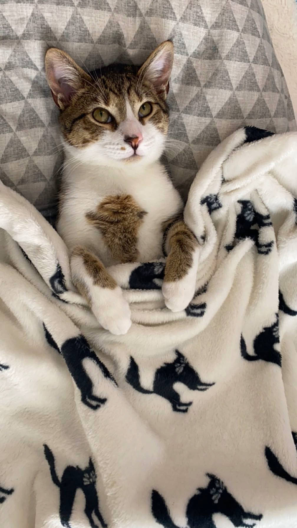 Buggy is registered to the contest to win money with this photo: carnivore, cat, claw, comfort, domestic_short_haired_cat, felidae, fur, linens, pattern, paw, plaid, sitting, small_to_medium_sized_cats, tartan, whiskers, white