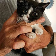 Shadow is registered to the contest to win money with this photo: kitten, cat, black_and_white, pet, animal, cute, small, hands, person, indoor, tuxedo_cat, whiskers, fur, claws, curious, holding, domestic, young, gray_shirt, closeup