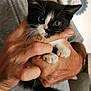 kitten, cat, black_and_white, pet, animal, cute, small, hands, person, indoor, tuxedo_cat, whiskers, fur, claws, curious, holding, domestic, young, gray_shirt, closeup