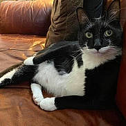 Kipnis joined the competition — help win amazing prizes! cat, closeup, couch, cozy, domestic_animal, fur, furniture, green_eyes, indoor, leather_sofa, living_room, lounging, mammal, paws, pet, pillow, portrait, relaxed, tuxedo_cat, whiskers