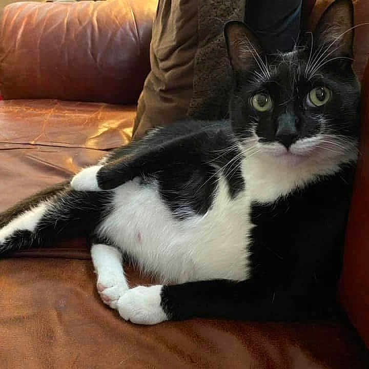 Kipnis joined the competition — help win amazing prizes! cat, closeup, couch, cozy, domestic_animal, fur, furniture, green_eyes, indoor, leather_sofa, living_room, lounging, mammal, paws, pet, pillow, portrait, relaxed, tuxedo_cat, whiskers