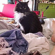 Kit joined the competition — help win amazing prizes! bed, black_and_white, blanket, cat, cozy, curious, domestic, dresser, fluffy, foot, furniture, home, indoor, living_room, pet, relaxed, resting, soft, television, whiskers