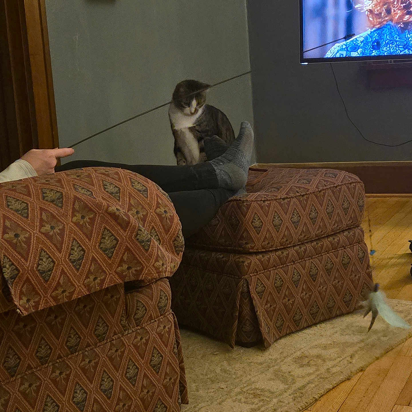 Kit is registered to the contest to win money with this photo: carpet, cat, cozy, curled_cat, feather, furniture, home, indoor, legs, ottoman, patterned_fabric, person, playing, relaxation, socks, stick, television, toy, wall_art, wood_floor