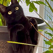 Luna is registered to the contest to win money with this photo: black_cat, cat, indoor, houseplant, green_leaves, plant_pot, curious, wide_eyes, feline, pet, domestic_cat, window, natural_light, close_up, animal, mammal, cute, alert, standing, fur