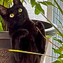 black_cat, cat, indoor, houseplant, green_leaves, plant_pot, curious, wide_eyes, feline, pet, domestic_cat, window, natural_light, close_up, animal, mammal, cute, alert, standing, fur
