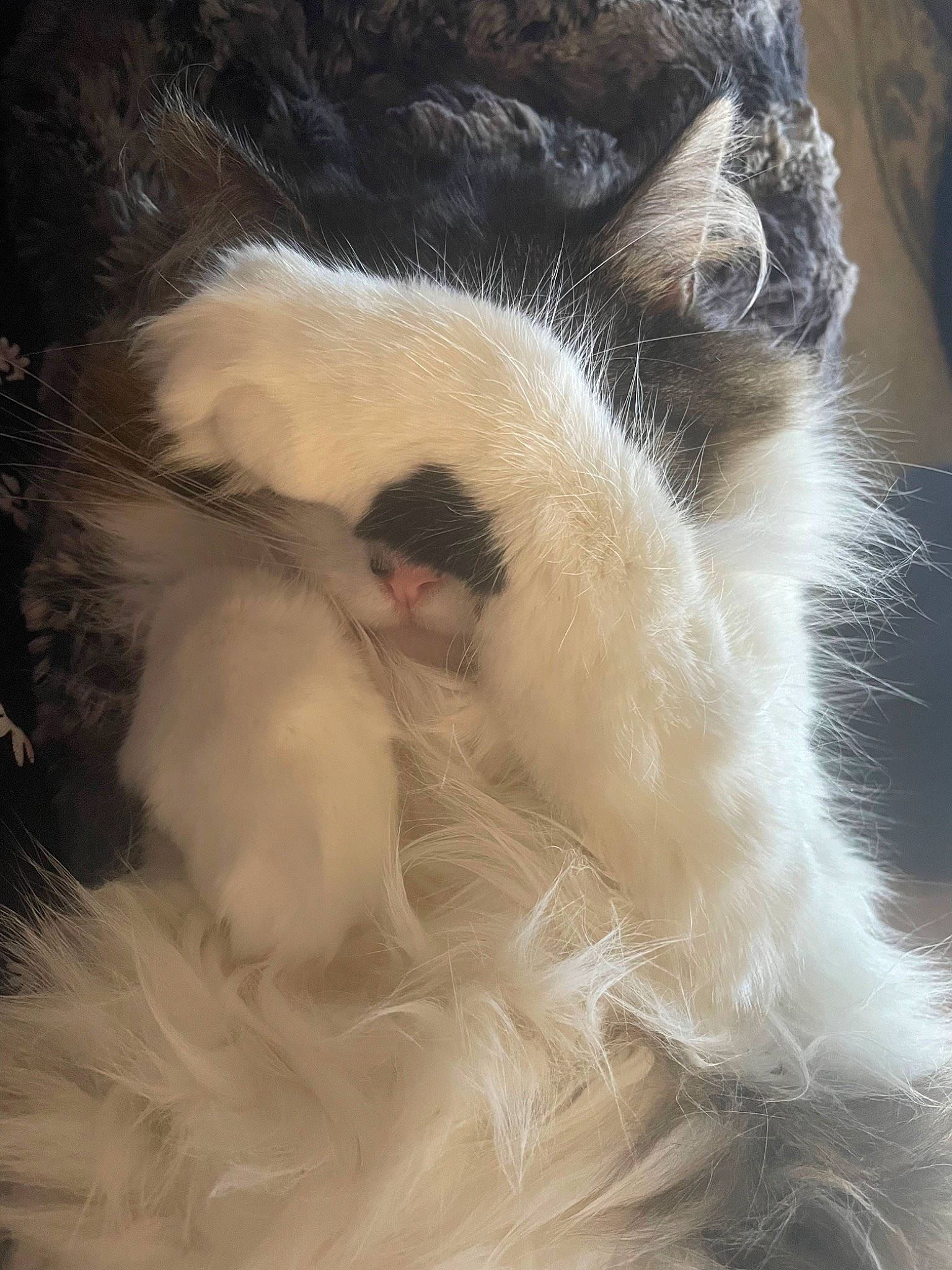 Wrigley joined the competition — help win amazing prizes! canidae, carnivore, cat, claw, comfort, companion_dog, dog_breed, eye, fang, fawn, feather, felidae, fur, nap, paw, small_to_medium_sized_cats, sporting_group, tail, terrestrial_animal, whiskers