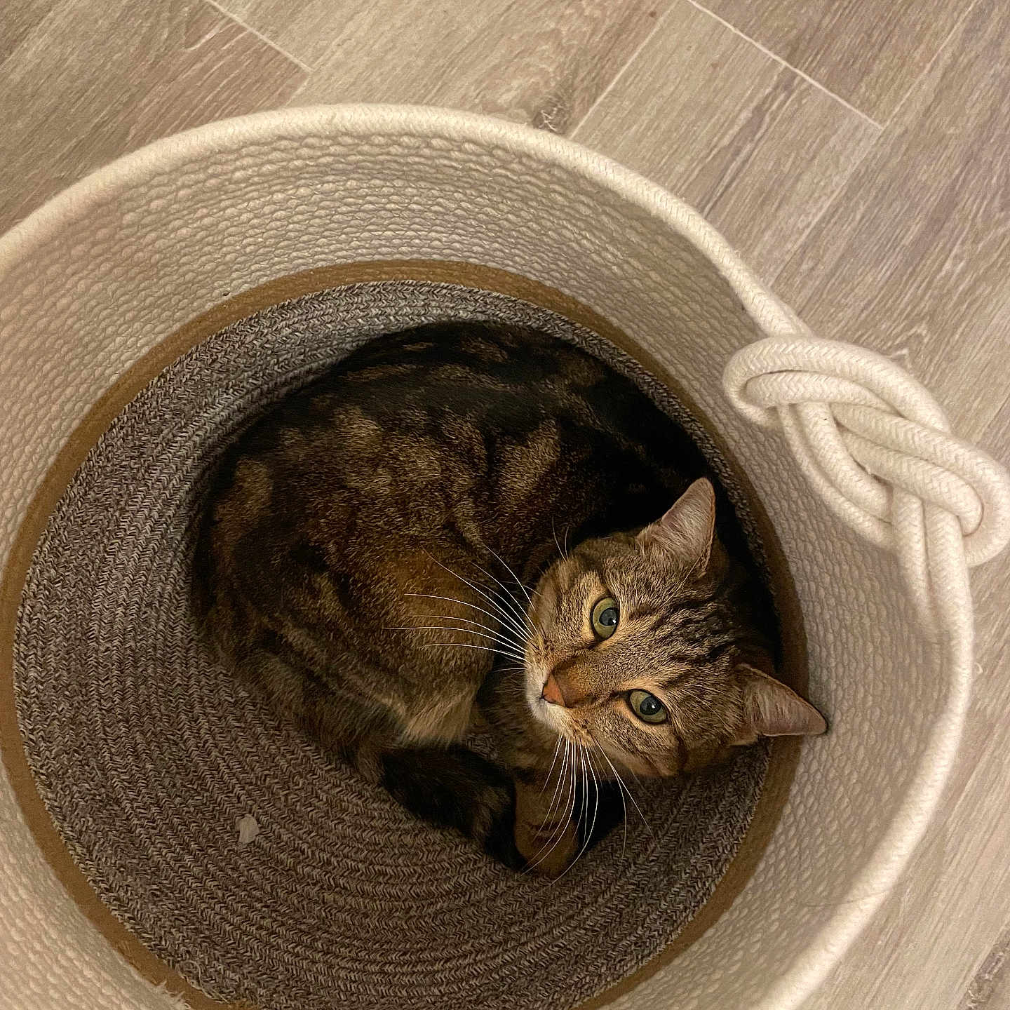 Nala