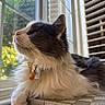 black_and_white, blinds, cat, close_up, collar, cozy, curious, domestic, feline, fluffy, greenery, indoor, pet, portrait, relaxed, side_profile, sunlight, whiskers, window, woven_surface