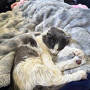 Patty joined the competition — help win amazing prizes! animal, bedroom, blanket, cat, comfort, cozy, cute, domestic, fluffy, fur, gray, indoor, nap, paw, pet, relaxed, resting, sleeping, soft, white