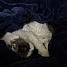 Patty joined the competition — help win amazing prizes! animal, blanket, cat, closeup, comfort, cozy, dark, feline, fur, gray, indoor, peaceful, pet, relaxation, resting, sleeping, snuggled, soft, warm, white