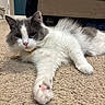 Patty is registered to the contest to win money with this photo: animal, carpet, cat, close_up, collar, cozy, cute, fluffy, furniture, gray_and_white, home, indoor, laying_down, mammal, paw, pet, pink_nose, relaxed, stretching, whiskers