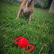 Ruby a rejoint le concours — aidez-le/la à gagner de superbes lots ! dog, grass, toy, outdoor, pet, happy, smiling, playful, garden, yard, greenery, animal, canine, nature, summer, fun, tongue_out, red_toy, sitting, house
