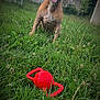 animal, canine, dog, fun, garden, grass, greenery, happy, house, nature, outdoor, pet, playful, red_toy, sitting, smiling, summer, tongue_out, toy, yard