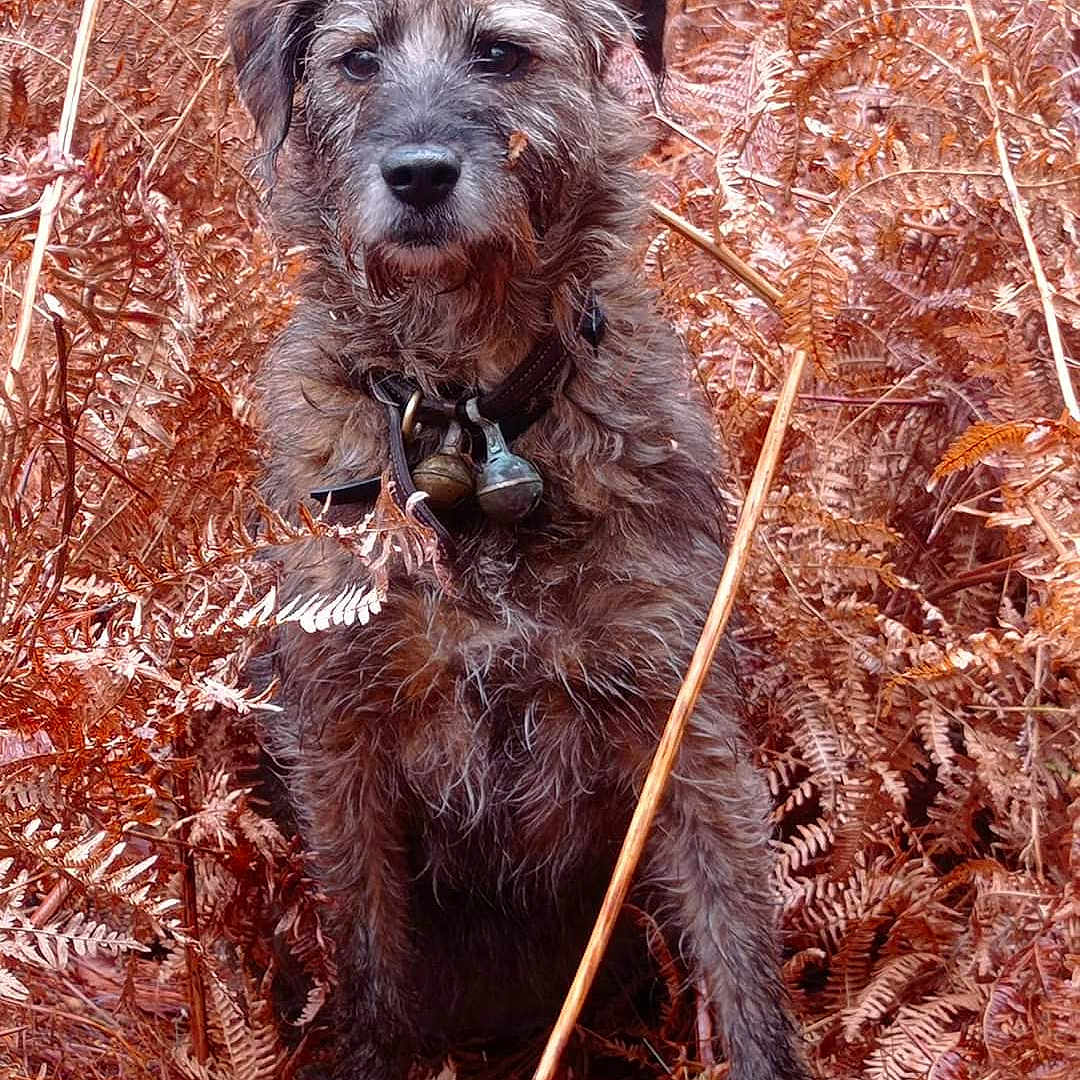 Nala participe au concours pour gagner de l'argent avec cette photo : affenpinscher, airedale, animal, ball, canine, dog, football, land, moss, nature, outdoors, pet, plant, poodle, puppy, soccer, soccerball, sport, terrier, vegetation