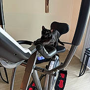 Pepe joined the competition — help win amazing prizes! animal, cat, chair, cross, e_scooter, exercisebike, fitness, furniture, gym, gymweights, kitten, legpress, pet, sport, symbol, transportation, vehicle, workingout