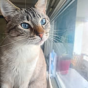 Petichat a rejoint le concours — aidez-le/la à gagner de superbes lots ! cat, blue_eyes, window, whiskers, close_up, indoor, pet, feline, fur, curious, natural_light, reflection, animal, domestic_cat, portrait, looking_out, soft_light, tabby, sitting, houseplant
